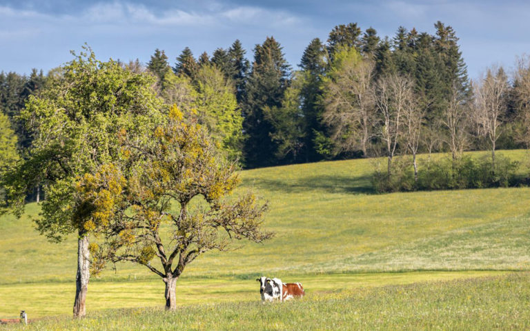 stratospherik-realisations-holstein-header