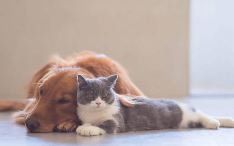 stratospherik-realisations-sativavet-header